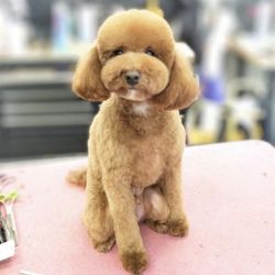 Hailey's Dog Daycare & Boarding - Winter!