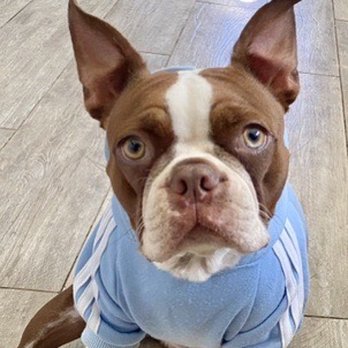 TrueCare for pets - Prim in happier days before she ate naughty things that got stuck in her tummy. - Veterinarians Near Me - Studio City, California TrueCare for pets - Prim in happier days before she ate naughty things that got stuck in her tummy. - Veterinarians Near Me - Studio City, California