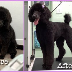 classy paws grooming salon