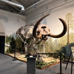 Brevard Museum of History & Natural Science - Dinosaur