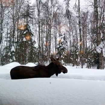 Flying Squirrel - We saw a moose outside! - Bakeries Near Me - Talkeetna, Alaska