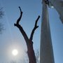 Photo of Kusch Tree Service