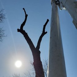 Kusch Tree Service