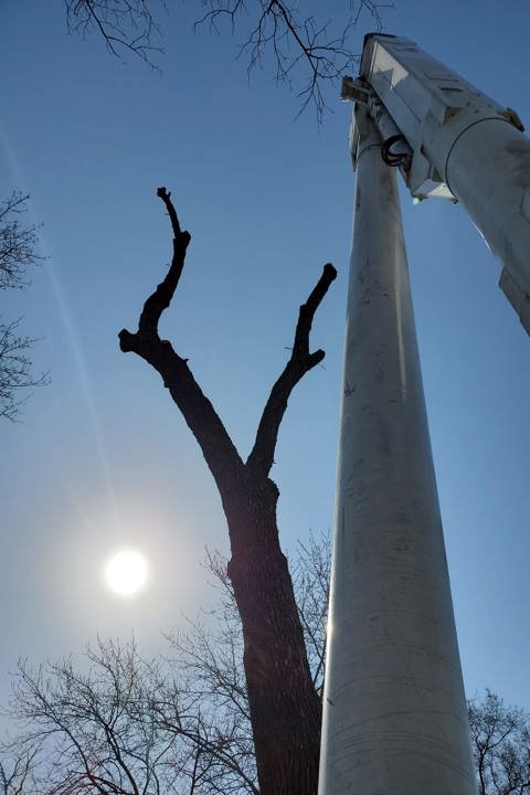 Kusch Tree Service - tree service in Burlington, WI