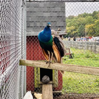 Farms View Roadstand - Peacock - Farmers Market Near Me - Wayne, New Jersey