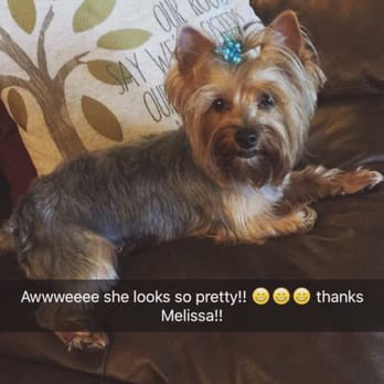 The Pet Stop - Miss Ariel looking beautiful!! - Pet Sitting Near Me