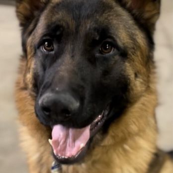 Wyoming K9 Training Academy - Pet Training Near Me - Cheyenne, Wyoming Wyoming K9 Training Academy - Pet Training Near Me - Cheyenne, Wyoming