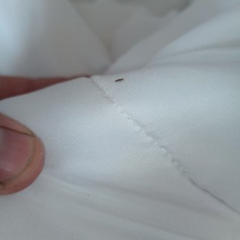 The Zen Hotel - Bug - Hotels Near Me - Palo Alto, California