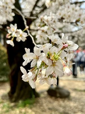 Osaka Castle Park by null