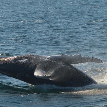 Cape Ann Whale Watch - Cape Ann Whale Watch_Sanju-6 - Boat Charters Near Me - Gloucester, Massachusetts