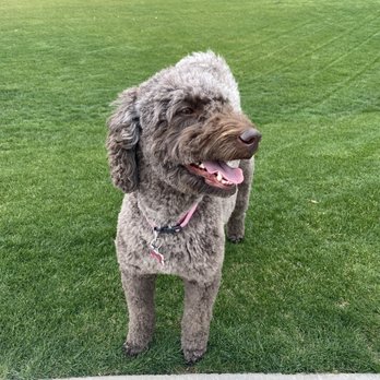 Gordie's Grooming - Happy with this cut! - Pet Groomers Near Me - Gilbert, Arizona Gordie's Grooming - Happy with this cut! - Pet Groomers Near Me - Gilbert, Arizona