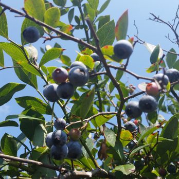 Bush Neck Farm - Berries were still available in august! - CSA Near Me - Williamsburg, Virginia Bush Neck Farm - Berries were still available in august! - CSA Near Me - Williamsburg, Virginia
