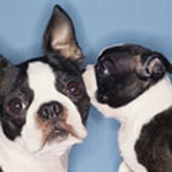 Dream Pet Kennels
