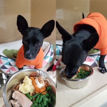Devoted To Dog - Thanksgiving Boarding - Pet Training Near Me Devoted To Dog - Thanksgiving Boarding - Pet Training Near Me