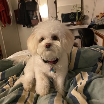 All 4's Grooming - Pet Groomers Near Me - San Jose, California