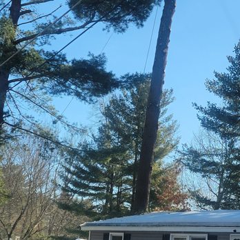 Professional Tree Service - Cutting of large tree - Tree Services Near Me