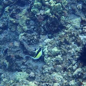 Maui Reef Adventures - Snorkeling Near Me - Ma'alaea, Hawaii Maui Reef Adventures - Snorkeling Near Me - Ma'alaea, Hawaii