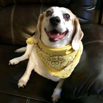 Council Bluffs Veterinary Clinic - Timmy T-Bone. forever in our hearts - Veterinarians Near Me - Council Bluffs, Iowa Council Bluffs Veterinary Clinic - Timmy T-Bone. forever in our hearts - Veterinarians Near Me - Council Bluffs, Iowa