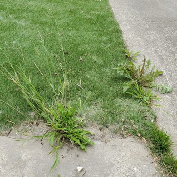 American West Pavers - Weeds coming out from the edges. - Landscaping Near Me - Hayward, California
