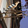 Photo of Cuckoos Roost