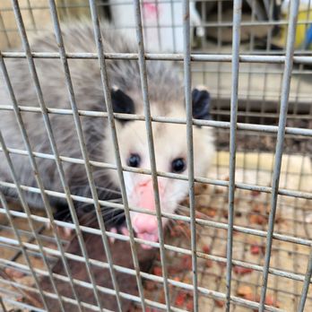 Oregon Pest And Wildlife - Trapped Opposum - Wildlife Control Near Me Oregon Pest And Wildlife - Trapped Opposum - Wildlife Control Near Me