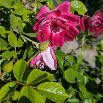 French Valley Nursery - Beautiful - Nurseries & Gardening Near Me - Winchester, California