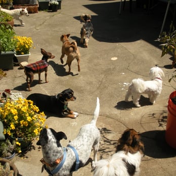 Shawna's Pet Sitting - Pet Sitting Near Me Shawna's Pet Sitting - Pet Sitting Near Me