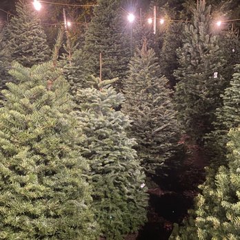 Hansen's Christmas Trees - Hansen's Christmas Tree farm stocks many kinds of Christmas trees including noble and grand fir trees. - Christmas Trees Near Me - Alamo, California