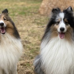 Jackson Ranch For Dogs