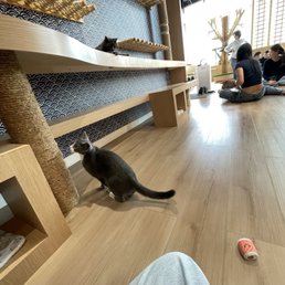 KOKORO CAT CAFE - Updated October 2025 - 36 Photos - 133-36 37th Ave