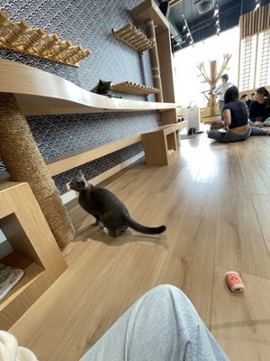 Kokoro Cat Café by null