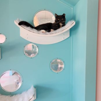 Kitty Bubble Cafe & Bar - Cafes Near Me - Columbus, Ohio Kitty Bubble Cafe & Bar - Cafes Near Me - Columbus, Ohio