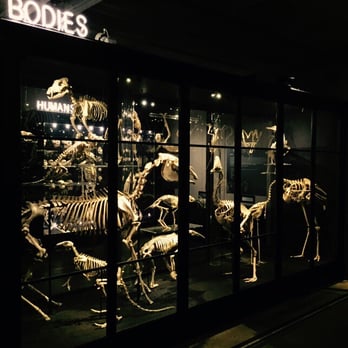 Manchester Museum - Museums Near Me - Manchester, XGM Manchester Museum - Museums Near Me - Manchester, XGM
