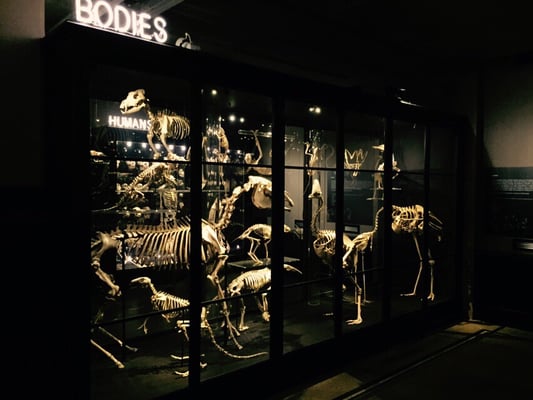 Manchester Museum by null