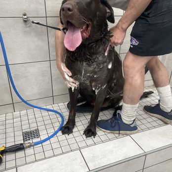 Pet Supplies Plus - Had to get down and dirty! - Pet Stores Near Me - Yorba Linda, California Pet Supplies Plus - Had to get down and dirty! - Pet Stores Near Me - Yorba Linda, California