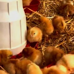 Hemlock Hill Farm - Feeding the baby chicks - 1/17/2026