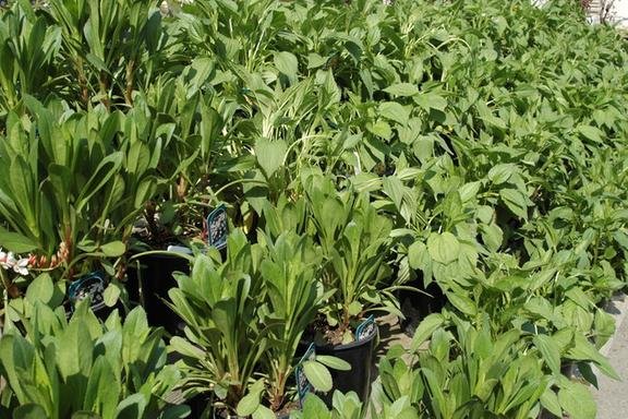 ALTIERE’S HOME & GARDEN - 12 Photos - 8415 S Ave, Youngstown, Ohio