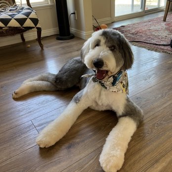 Jasmine Pet Grooming - Louie - Pet Groomers Near Me - Brea, California