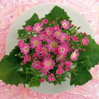 nottingham city florist - Florists Near Me - Nottingham, NGM nottingham city florist - Florists Near Me - Nottingham, NGM