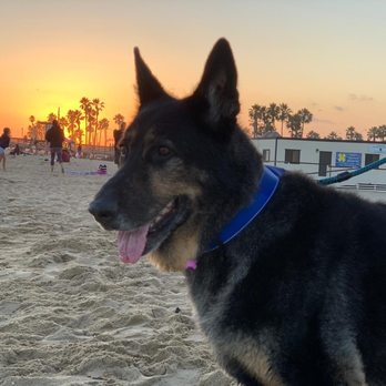 White Sail Realty - Magnus enjoying the beach in front of our condo. - Real Estate Services Near Me - Newport Beach, California White Sail Realty - Magnus enjoying the beach in front of our condo. - Real Estate Services Near Me - Newport Beach, California