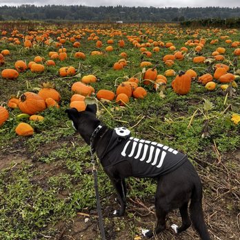 BIRINGER’S BLACK CROW PUMPKINS AND CORN MAZE - Updated August 2024 - 20