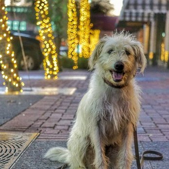 Texas Tails Boarding/Training - Dog Walkers Near Me