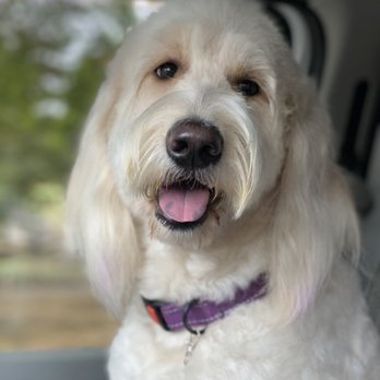 Full Moon Groom - My best gal, Violet - Pet Groomers Near Me Full Moon Groom - My best gal, Violet - Pet Groomers Near Me