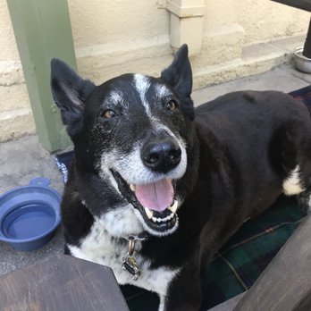 The Standard Pour - Dozer enjoying the very Dog friendly patio. - Salad Near Me - Sonora, California The Standard Pour - Dozer enjoying the very Dog friendly patio. - Salad Near Me - Sonora, California