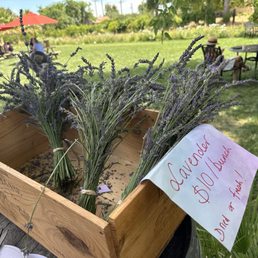 Fresh lavender Bunch dried as well is available