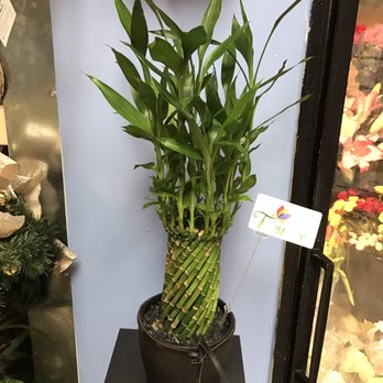 Wilton Manors Flowers - Gift Shops Near Me - Wilton Manors, Florida Wilton Manors Flowers - Gift Shops Near Me - Wilton Manors, Florida