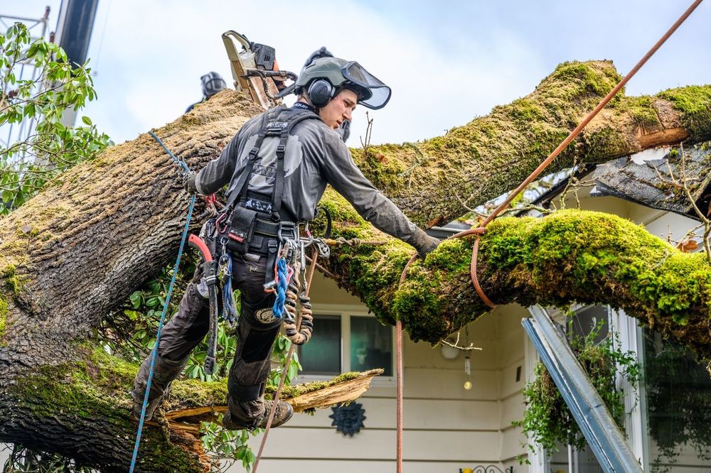 Urban Arbor Care, LLC | Tree Removal & Arborists - tree service in Eugene, OR