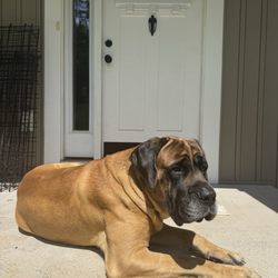 Staples Mill Animal Hospital - Osker is happier after being treated.