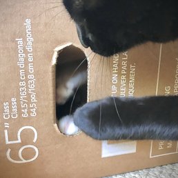 The kittens having fun with the TV box