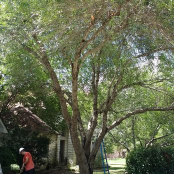 Cambium Tree Care - Tree Services Near Me